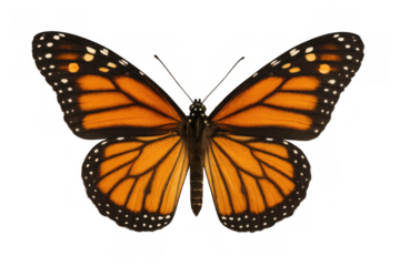 Monarch butterfly showing its beautiful orange and black wings. Insect with antennae isolated for easy compositing