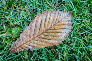 Autumn brown chestnut leaf lies on green grass in the park. Autumn season concept background for...