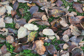 background of orange brown autumn leaves lying on green grass, autumn season concept background.