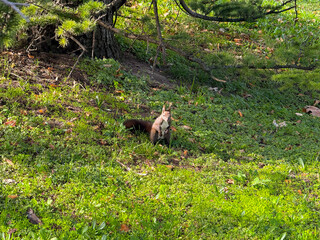 Squirrel sitting on green grass. Attention, awareness, and curiosity in the natural world.