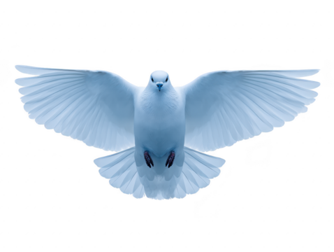 White dove with wings fully spread, flying forward in midair, symbolizing peace, freedom, and hope, isolated on transparent background for versatile use in design projects