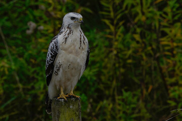 A white common buzzard (Buteo buteo)  sitting on a wooden pole