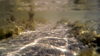 Natural underwater view of a mossy swamp ecosystem with algae and sunlight filtering through the water. Peaceful scene showing aquatic vegetation, natural habitat, and calm underwater life. - Powered by Adobe