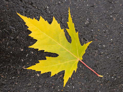 A fallen autumn yellow maple leaf lies on a black wet pavement in a park. Autumn season concept background for a web banner template wallpaper page design. - Powered by Adobe