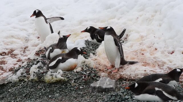 Gentoo Penguins on nest in Antarctica