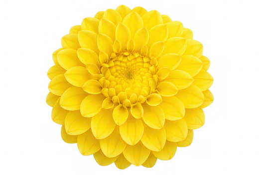 Yellow dahlia flower blooming in detail, showcasing vibrant petals and intricate center, isolated with transparent background