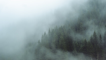 Mysterious fog drifting through dense evergreen forest in a mountainous region. The soft mist...