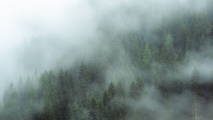 Mysterious fog drifting through dense evergreen forest in a mountainous region. The soft mist...