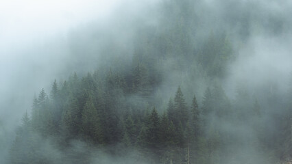Mysterious fog drifting through dense evergreen forest in a mountainous region. The soft mist partially hides the treetops, creating a moody, atmospheric scene. Ideal for conveying themes of mystery, 