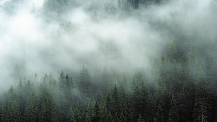 Mysterious fog drifting through dense evergreen forest in a mountainous region. The soft mist partially hides the treetops, creating a moody, atmospheric scene. Ideal for conveying themes of mystery, 