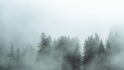 Mysterious fog drifting through dense evergreen forest in a mountainous region. The soft mist partially hides the treetops, creating a moody, atmospheric scene. Ideal for conveying themes of mystery, 
