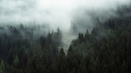 Mysterious fog drifting through dense evergreen forest in a mountainous region. The soft mist partially hides the treetops, creating a moody, atmospheric scene. Ideal for conveying themes of mystery, 