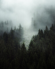 Mysterious fog drifting through dense evergreen forest in a mountainous region. The soft mist partially hides the treetops, creating a moody, atmospheric scene. Ideal for conveying themes of mystery, 