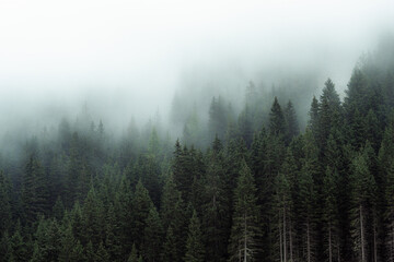 Mysterious fog drifting through dense evergreen forest in a mountainous region. The soft mist partially hides the treetops, creating a moody, atmospheric scene. Ideal for conveying themes of mystery, 