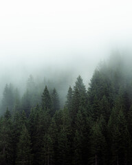 Mysterious fog drifting through dense evergreen forest in a mountainous region. The soft mist partially hides the treetops, creating a moody, atmospheric scene. Ideal for conveying themes of mystery, 