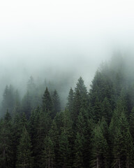Mysterious fog drifting through dense evergreen forest in a mountainous region. The soft mist partially hides the treetops, creating a moody, atmospheric scene. Ideal for conveying themes of mystery, 