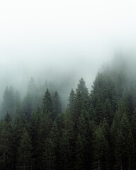 Mysterious fog drifting through dense evergreen forest in a mountainous region. The soft mist partially hides the treetops, creating a moody, atmospheric scene. Ideal for conveying themes of mystery, 