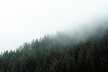 Mysterious fog drifting through dense evergreen forest in a mountainous region. The soft mist partially hides the treetops, creating a moody, atmospheric scene. Ideal for conveying themes of mystery, 