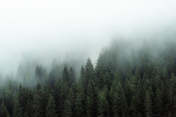 Mysterious fog drifting through dense evergreen forest in a mountainous region. The soft mist partially hides the treetops, creating a moody, atmospheric scene. Ideal for conveying themes of mystery, 