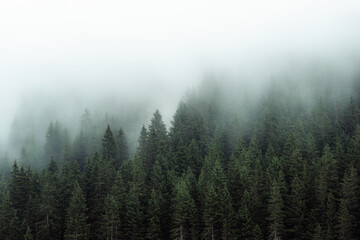 Mysterious fog drifting through dense evergreen forest in a mountainous region. The soft mist partially hides the treetops, creating a moody, atmospheric scene. Ideal for conveying themes of mystery, 