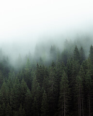Mysterious fog drifting through dense evergreen forest in a mountainous region. The soft mist partially hides the treetops, creating a moody, atmospheric scene. Ideal for conveying themes of mystery, 