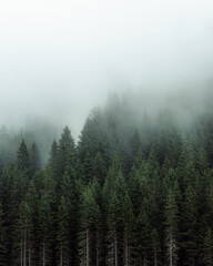 Mysterious fog drifting through dense evergreen forest in a mountainous region. The soft mist partially hides the treetops, creating a moody, atmospheric scene. Ideal for conveying themes of mystery, 