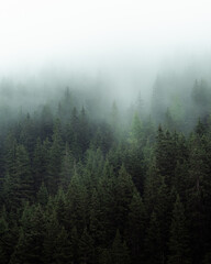 Mysterious fog drifting through dense evergreen forest in a mountainous region. The soft mist partially hides the treetops, creating a moody, atmospheric scene. Ideal for conveying themes of mystery, 