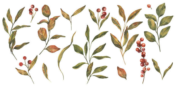 Hand drawn botanical berries and leaves. watercolor clipart set with branches and red berries. Vintage watercolor style earthy green and red palette.
