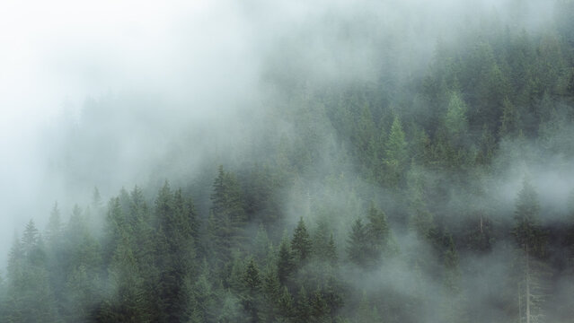 Mysterious fog drifting through dense evergreen forest in a mountainous region. The soft mist partially hides the treetops, creating a moody, atmospheric scene. Ideal for conveying themes of mystery,