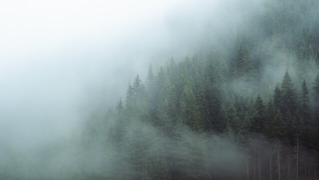 Mysterious fog drifting through dense evergreen forest in a mountainous region. The soft mist partially hides the treetops, creating a moody, atmospheric scene. Ideal for conveying themes of mystery, - Powered by Adobe