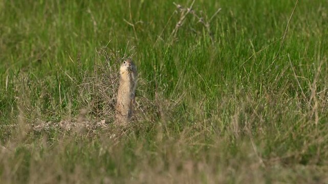 Ground Squirrel Spermophilus pygmaeus, feeding in its natural habitat. Slow motion.
