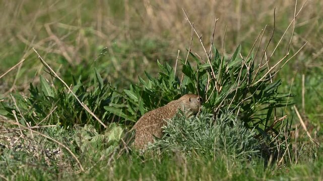 Little Ground Squirrel Spermophilus pygmaeus, feeding in its natural habitat. Slow motion. Close up.