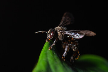 fly on leaf