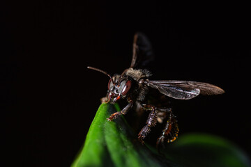 fly on green leaf
