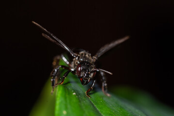 macro of a fly