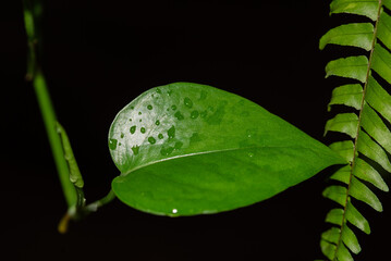 green leaf with water drops