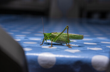 Green grasshopper standing on blue polka dot table.