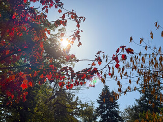Sunlight through autumn leaves. Harmony of warmth, color and seasonal transformation in nature.