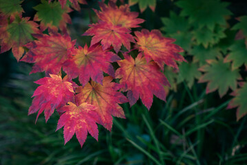 Striking Autumn Maple Leaf with Sharp Green to Red Edge Transition