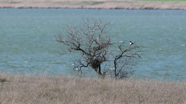 Eurasian Magpie Pica pica perches on a tree branch near its nest and then flies away. Captured in the wild in slow motion.