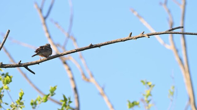 Ortolan Bunting on branch, Emberiza hortulana. In the wild. Slow motion.