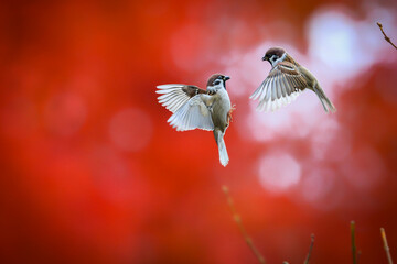 A moody autumn photo of two dancing sparrows against a red maple tree background. Tree Sparrow, Passer montanus, Red Maple, Acer rubrum