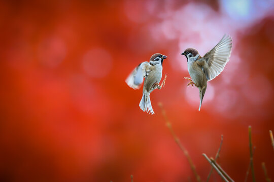 A moody autumn photo of two dancing sparrows against a red maple tree background. Tree Sparrow, Passer montanus, Red Maple, Acer rubrum