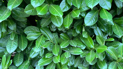 Lush green leaves creating a vibrant natural backdrop in a garden setting during daylight