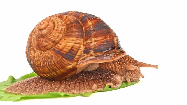 A large brown and tan snail is laying on a leaf. The snail is brown and tan in color and has a shell