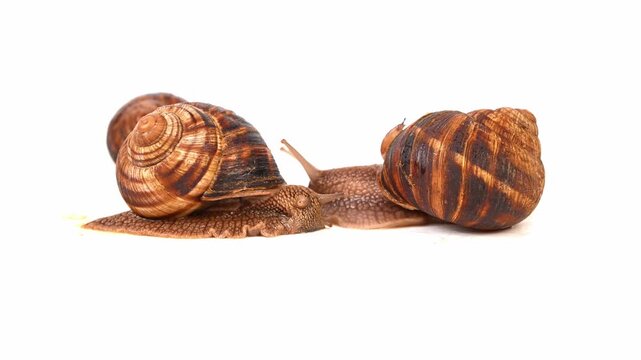 Three snails are laying on a white background. The snails are brown and have a spiral shape