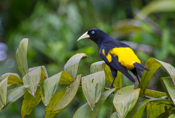 A vibrant Yellow-rumped Cacique (Cacicus cela) perched on a branch in its natural habitat in the Amazon basin of Peru. 