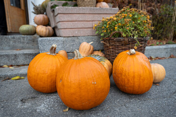 Large ripe orange pumpkins lie on the pavement, agricultural exhibition, Thanksgiving, Harvest Day