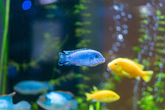 A striking blue cichlid swims in an aquarium, with yellow fish blurred in the back