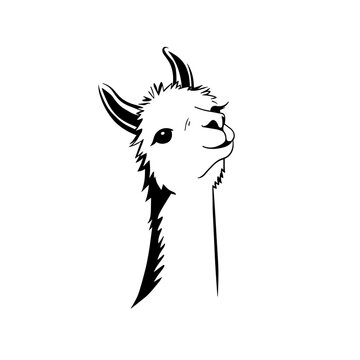 alpaca outline png